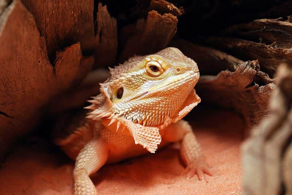 bearded dragon