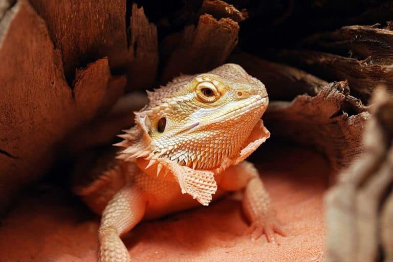 How Often Do Bearded Dragons Shed Baby, Juvenile & Adult