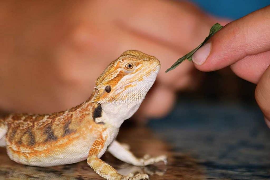 how often to feed bearded dragon