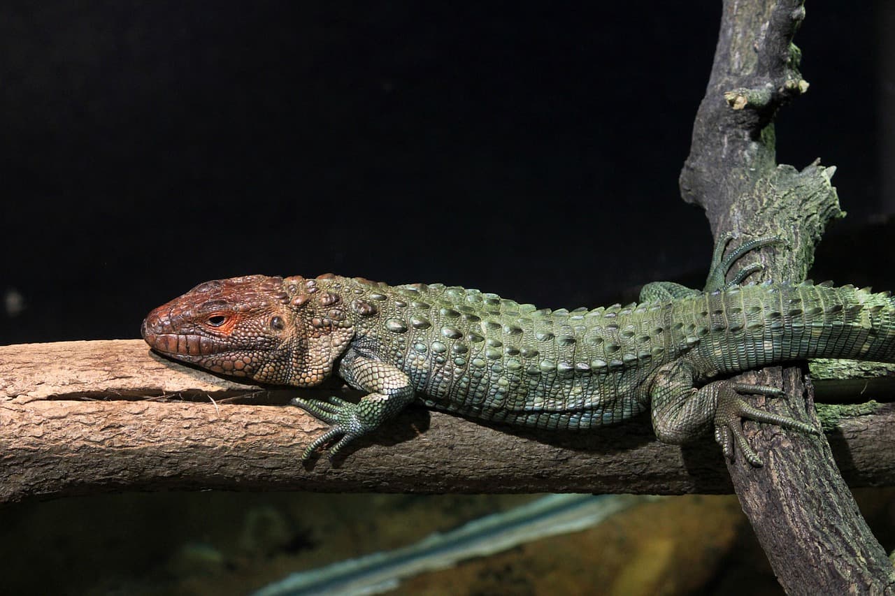 caiman lizard