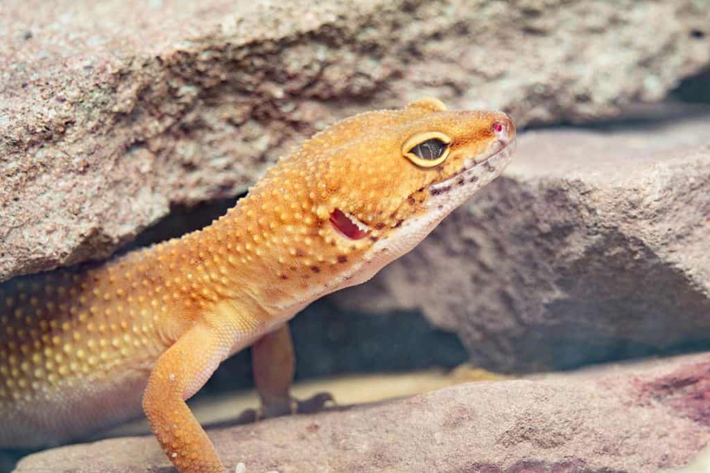 pet lizards for beginners