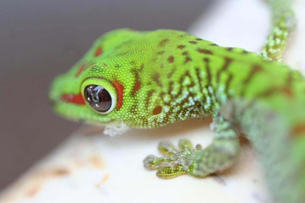 what do baby geckos eat