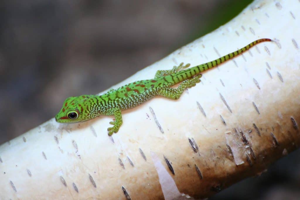 Baby Lizards