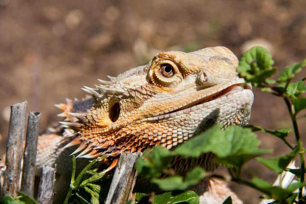 what do bearded dragons eat