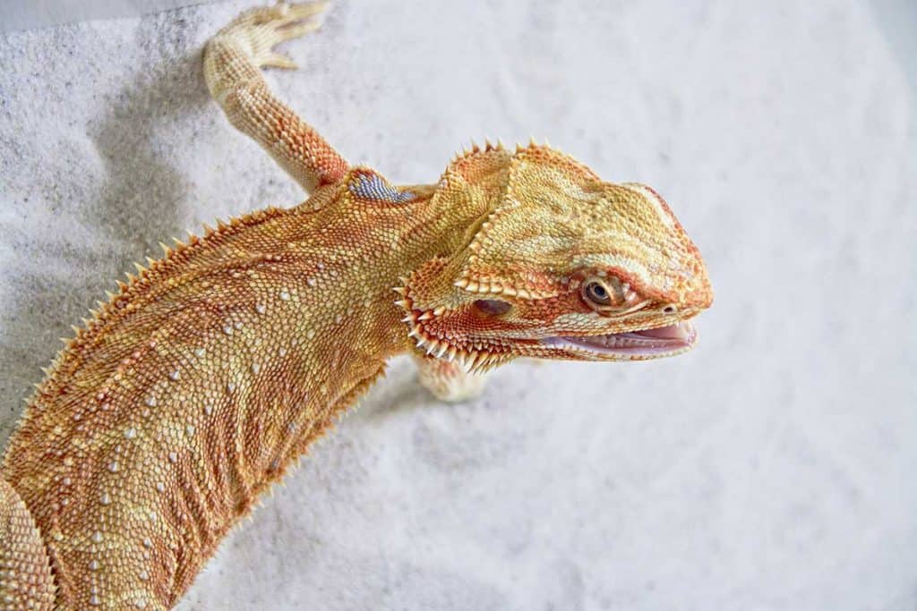 why do bearded dragons wave