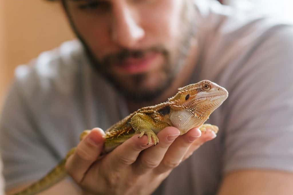 why is my bearded dragon not eating