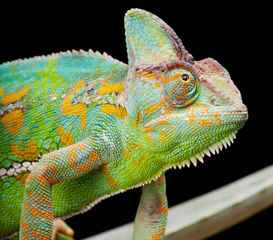 Caring for a Pet Chameleon Is a Bit Tricky