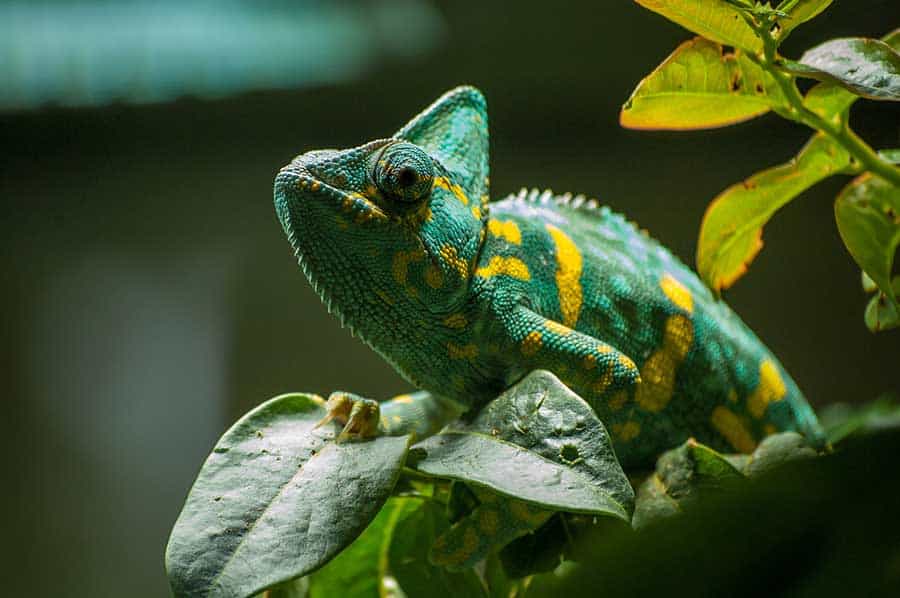 Causes of Dehydration in Chameleons