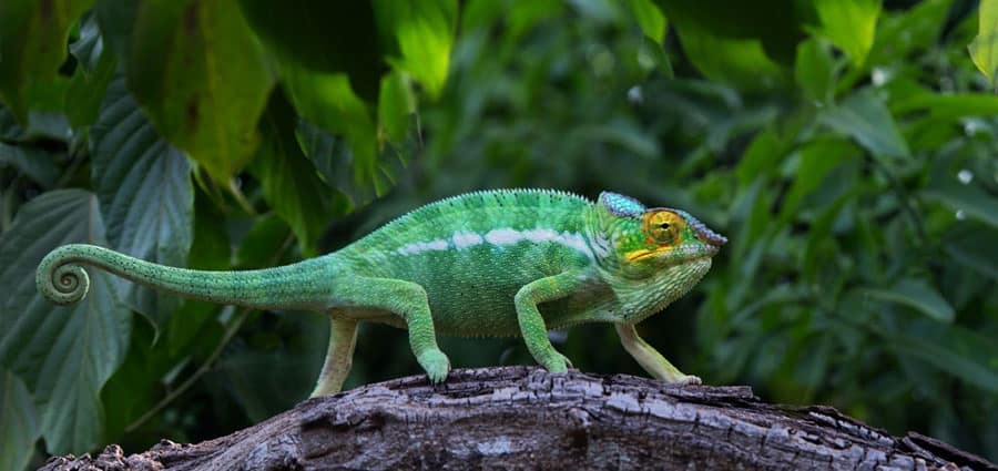 How Much Are Chameleons? Budgeting for Chameleon Pets - Reptiles Life