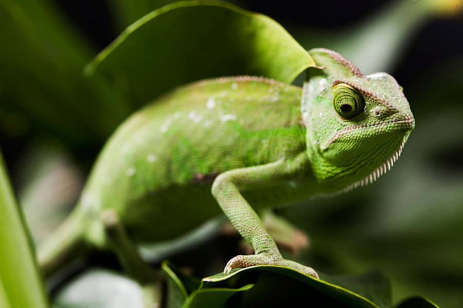 How Long Do Chameleons Live in Captivity? (Unveiling the Secrets