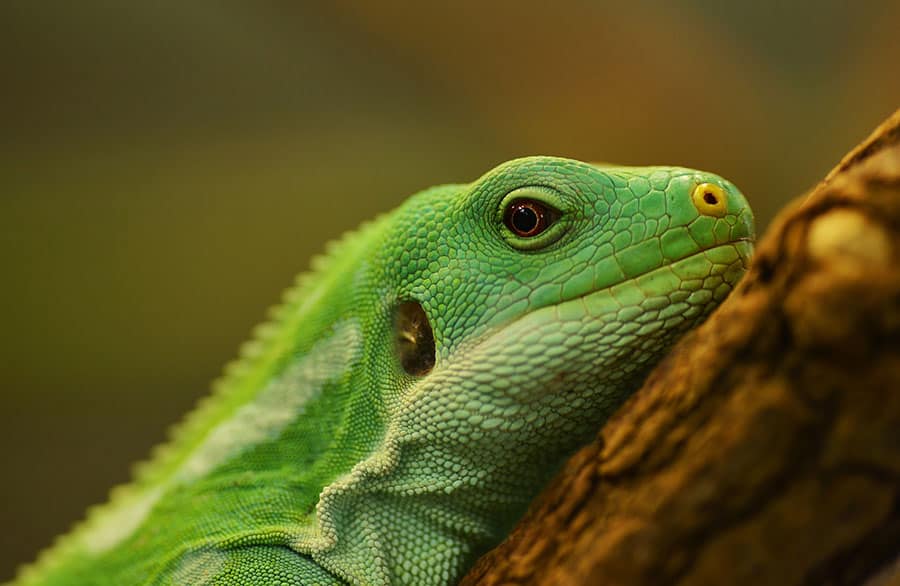 Factors That Affect Gecko Life Expectancy