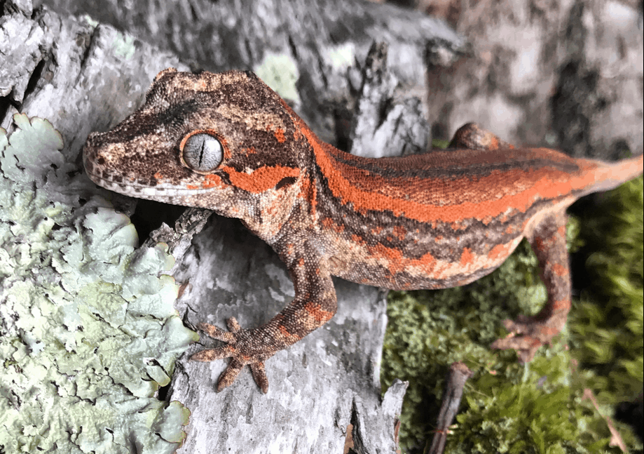 gargoyle gecko