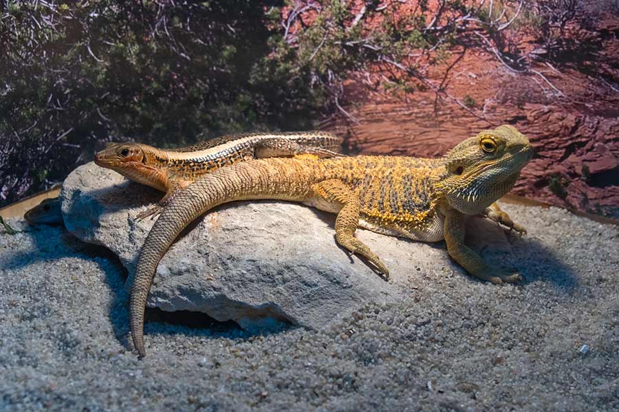 How Big Does a Bearded Dragon Get? Full Size Per Species