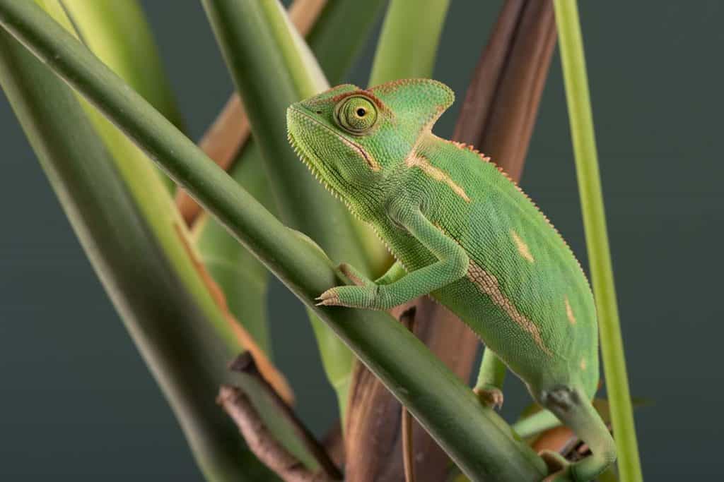 How Long Do Chameleons Live in Captivity? (Unveiling the Secrets