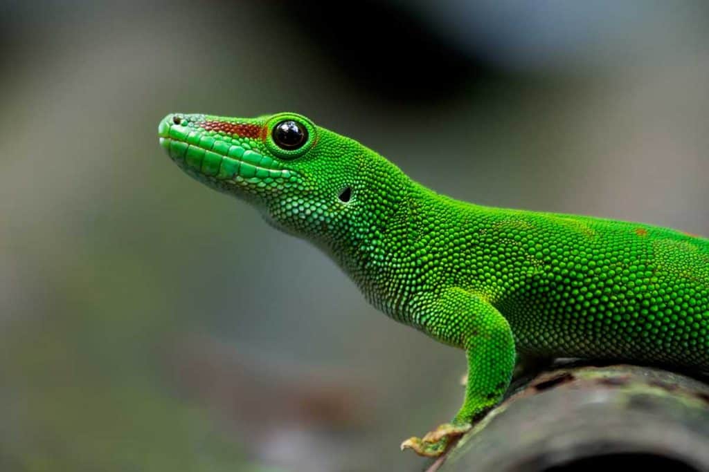 How Long Do Geckos Live