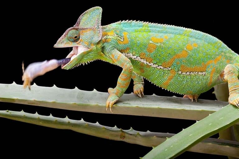 What Do Chameleons Eat? (The Extraordinary Diet) - Reptiles Life