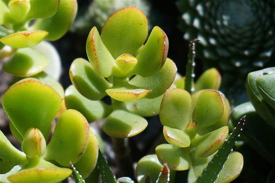 Jade Plant