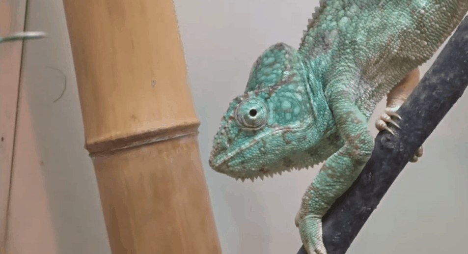 Malagasy Giant chameleon