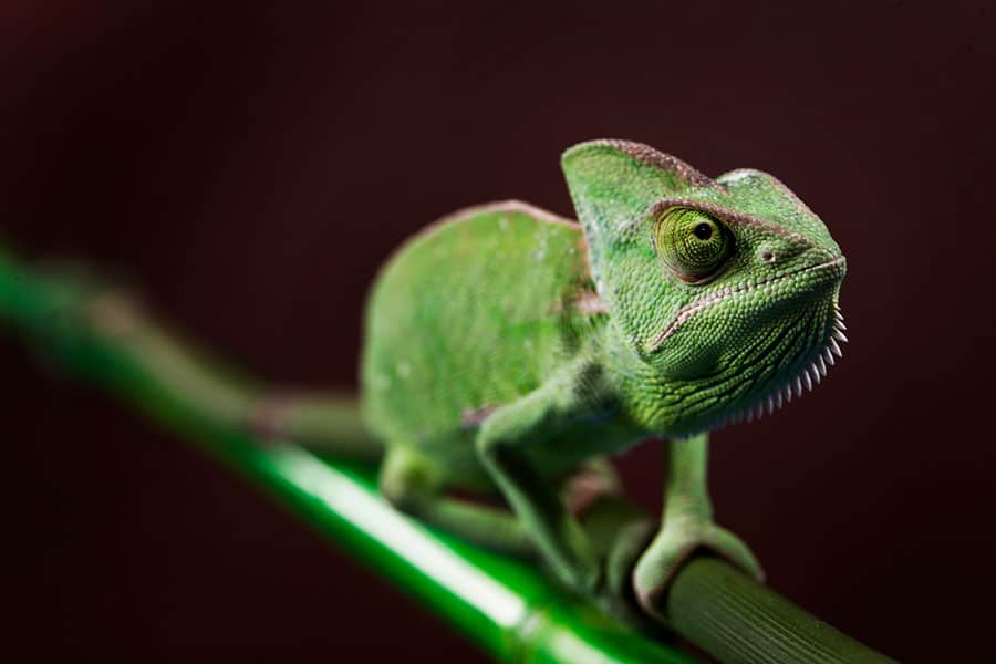 Prepare Your Chameleon’s Habitat in Advance!