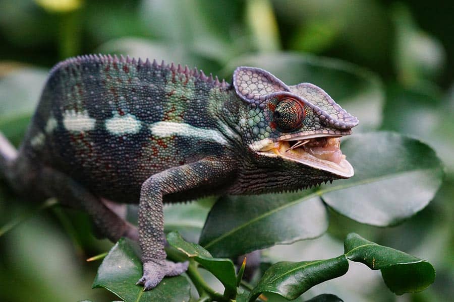 5 Best Chameleon Pets: Finding the Best Fit for You - Reptiles Life