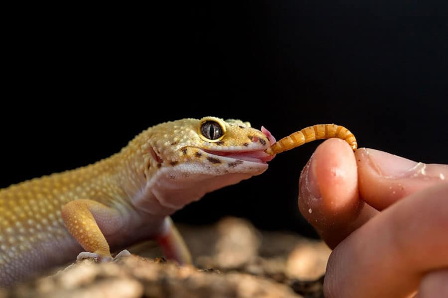 What Can Geckos Eat?