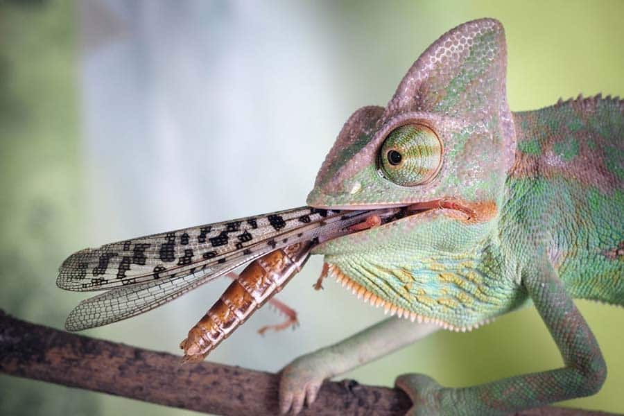 What Do Chameleons Eat? Their Staple Diet