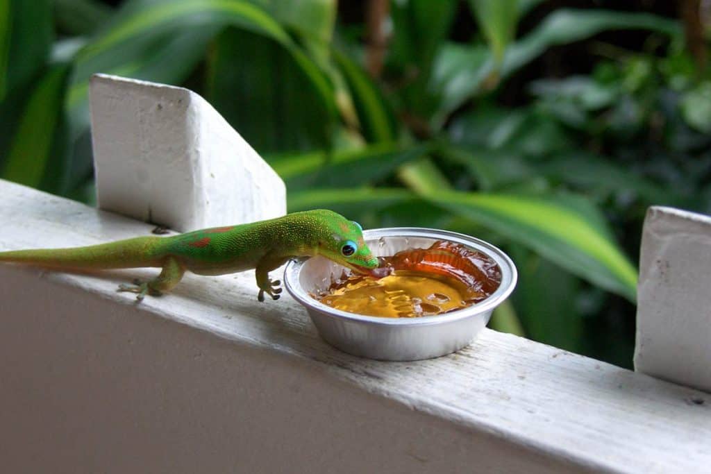 What Do Geckos Eat