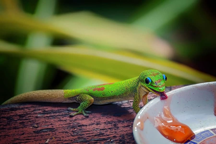 When Should You Feed Your Gecko?