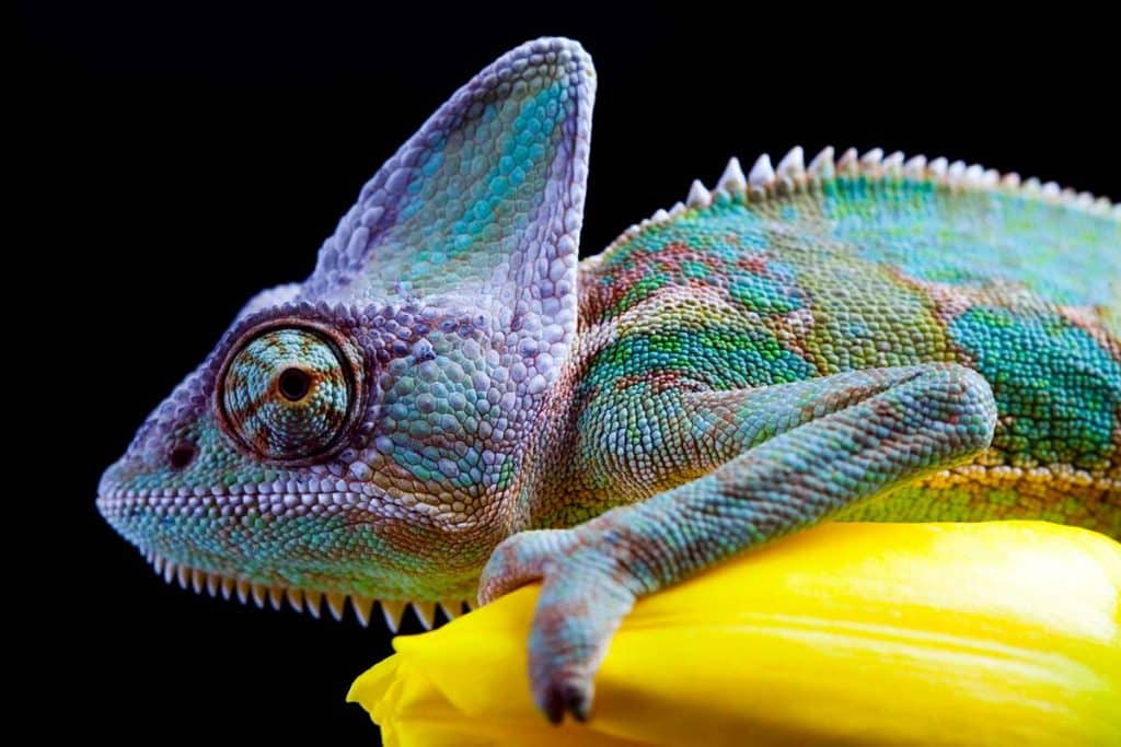 are chameleons good pets