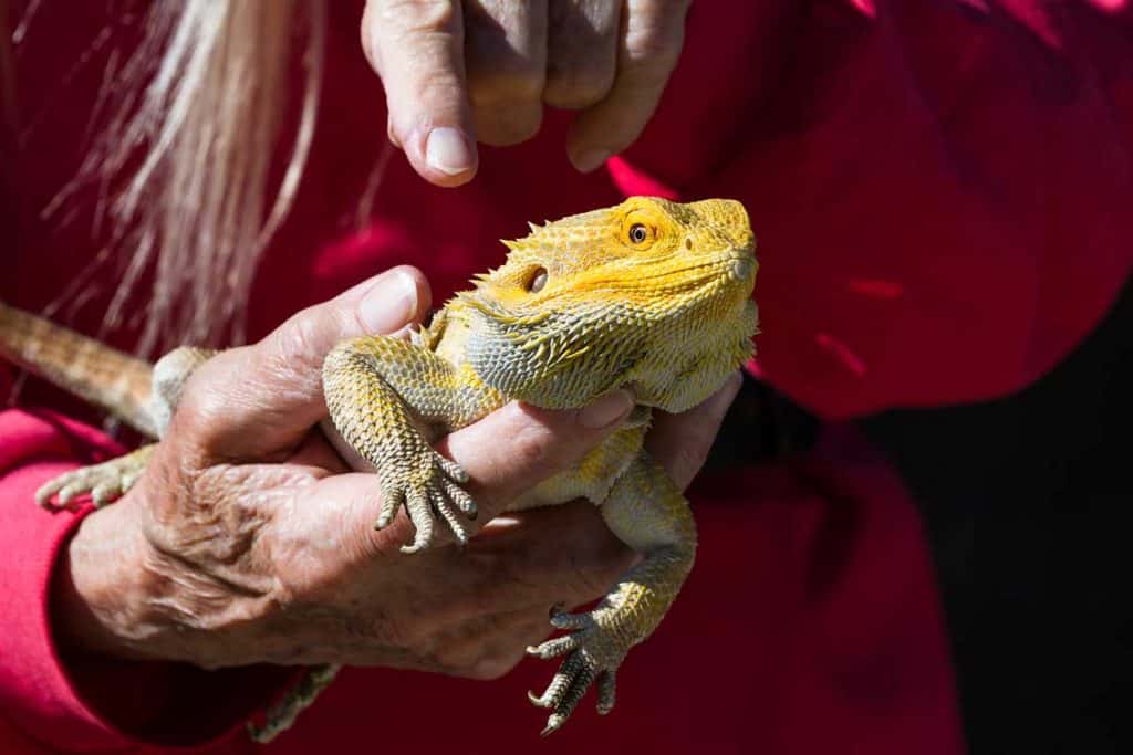 4 Best Bearded Dragon Breeders (in the US)