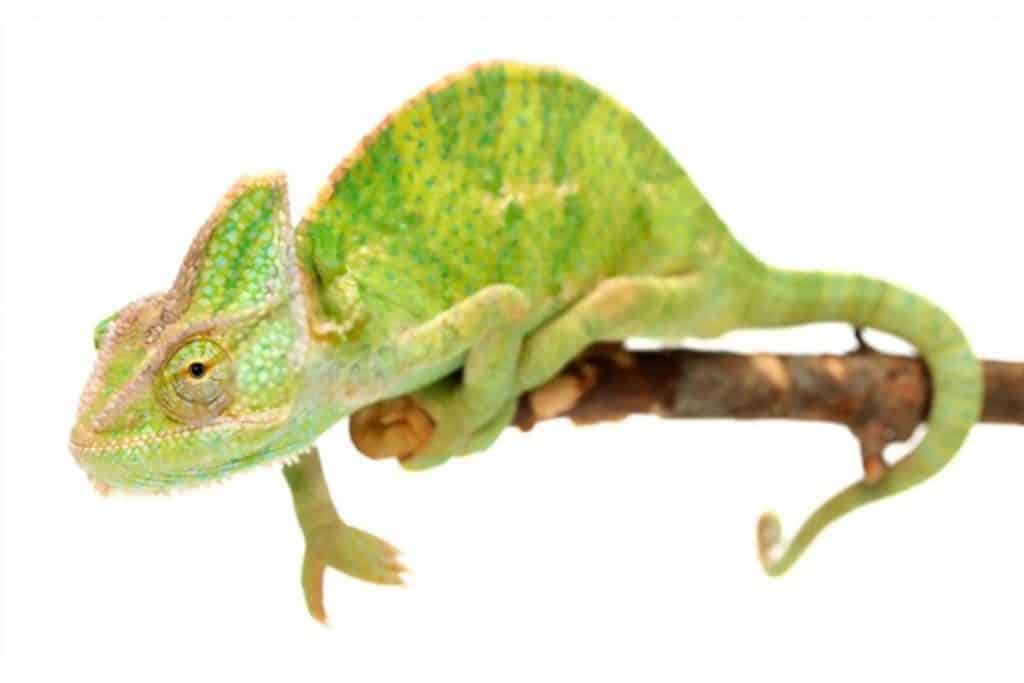best pet chameleon — veiled chameleon