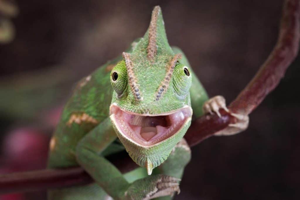 best plants for chameleons