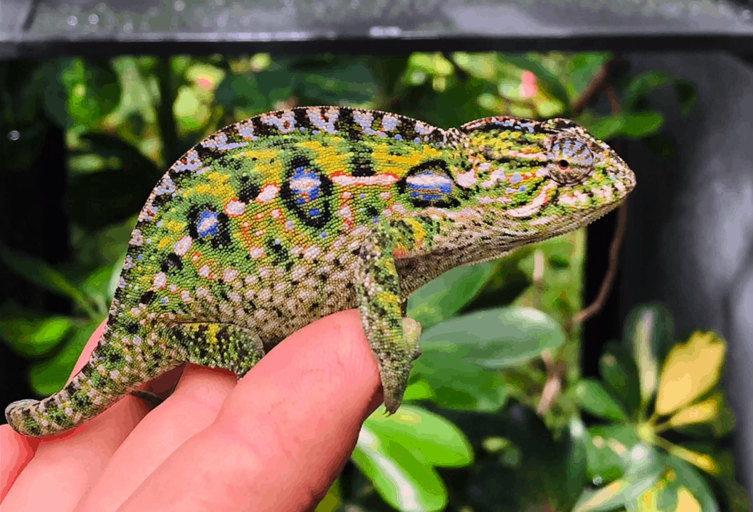 carpet chameleon