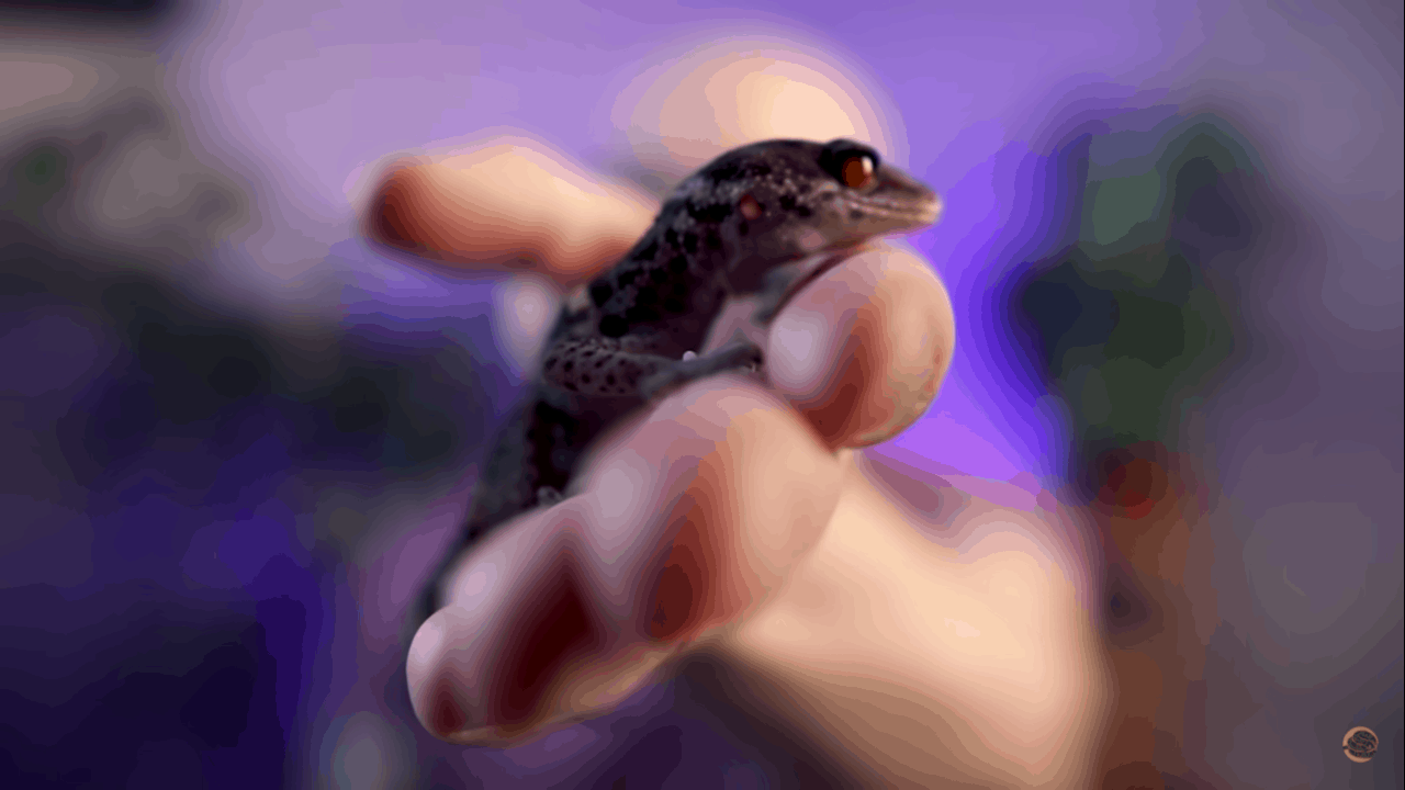 chinese cave gecko