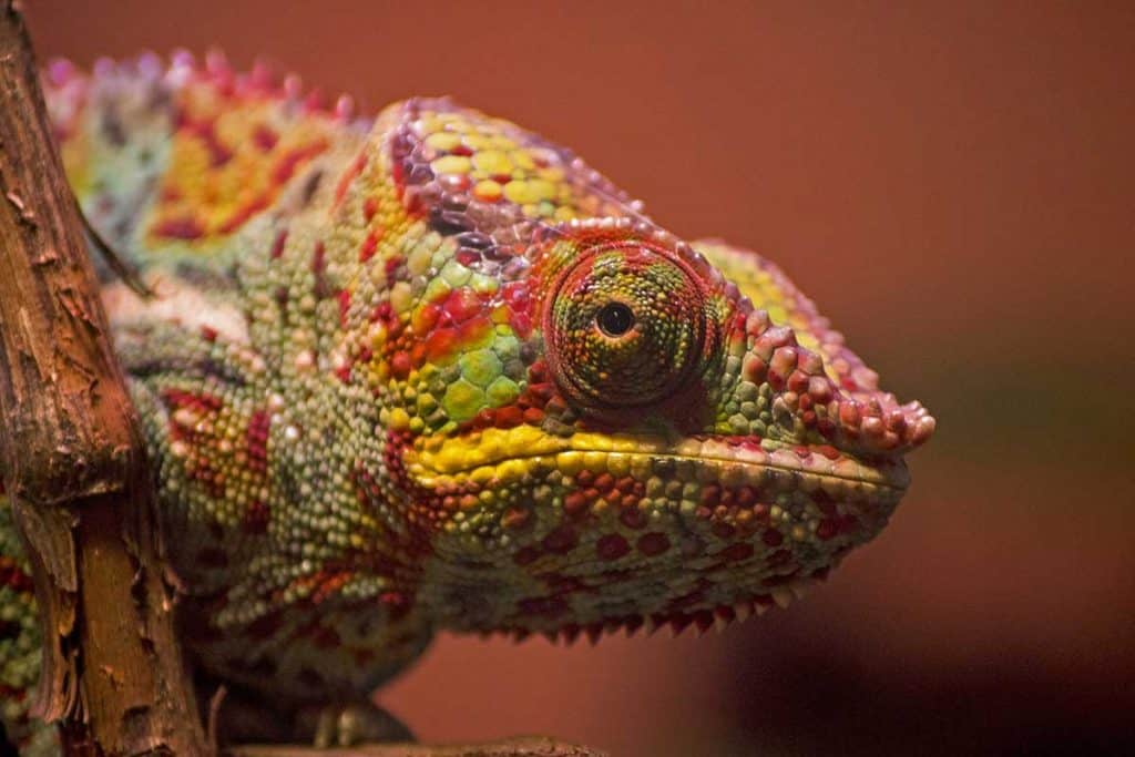 dehydrated chameleon