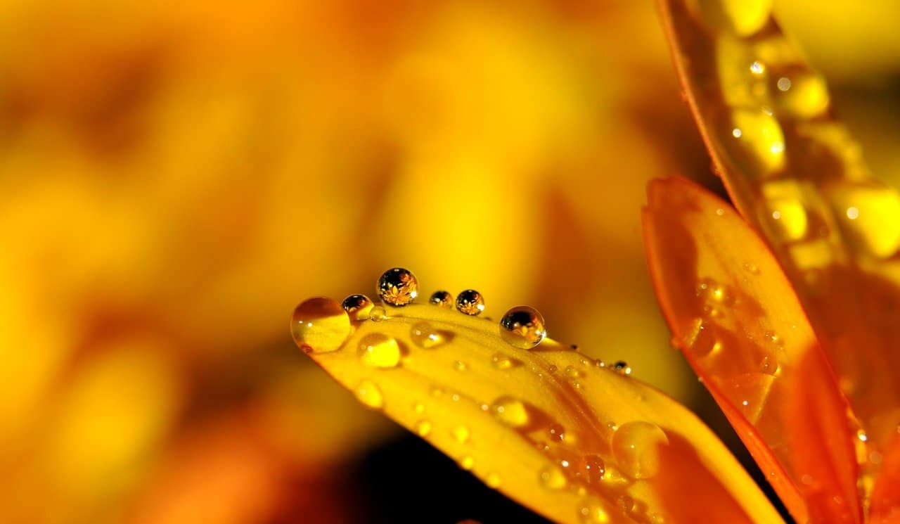 dewdrops