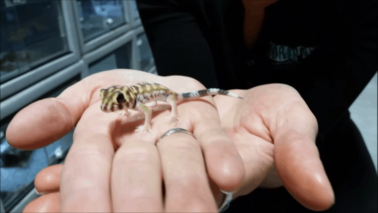 frog-eyed gecko