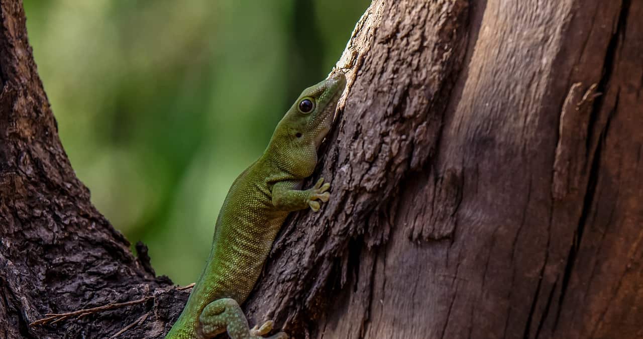 madagascar giant day gecko