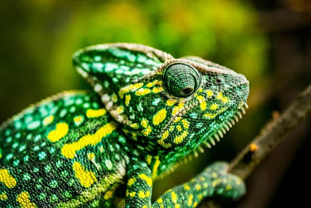 How Much Are Chameleons? Budgeting for Chameleon Pets - Reptiles Life