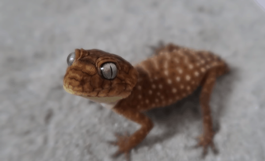 knob tailed gecko