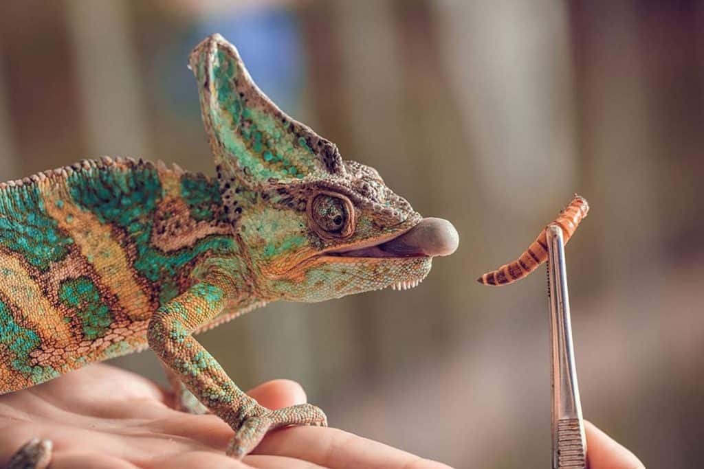 what do chameleons eat