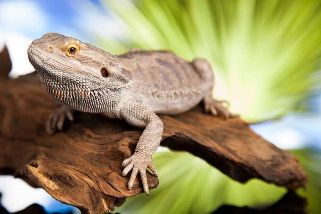 when do bearded dragons stop growing