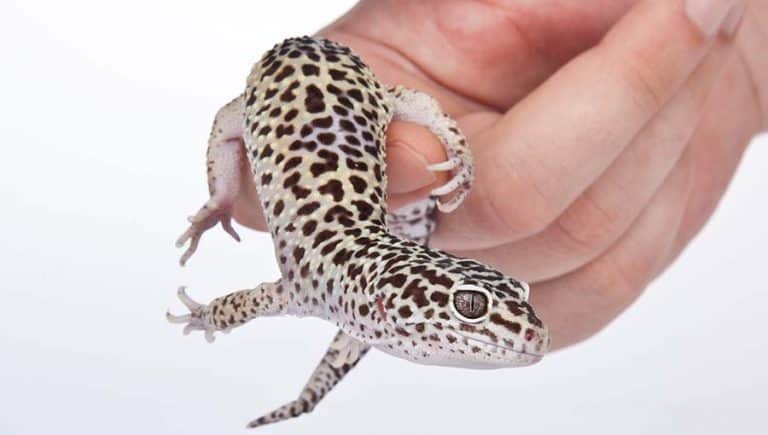 Male vs Female Leopard Geckos – How to Tell the Difference