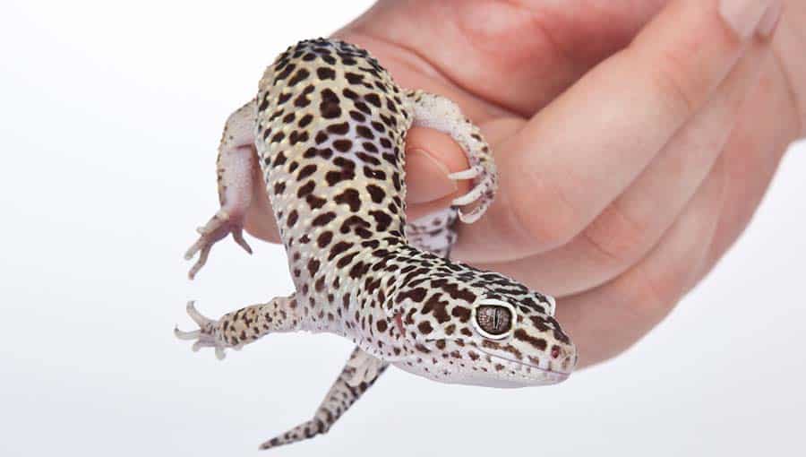 How to Tell If a Leopard Gecko Is Male or Female: 4 Ways