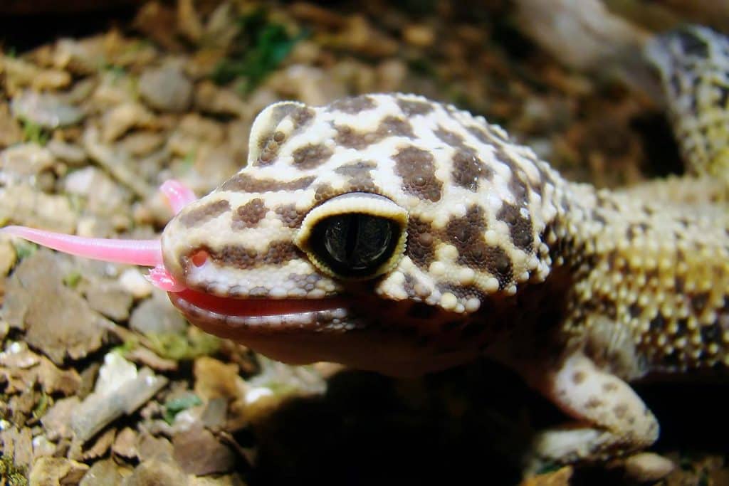 Male vs Female Leopard Gecko