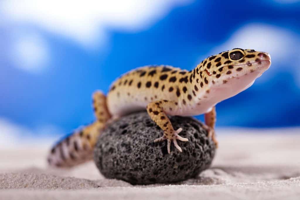 how often do leopard geckos shed