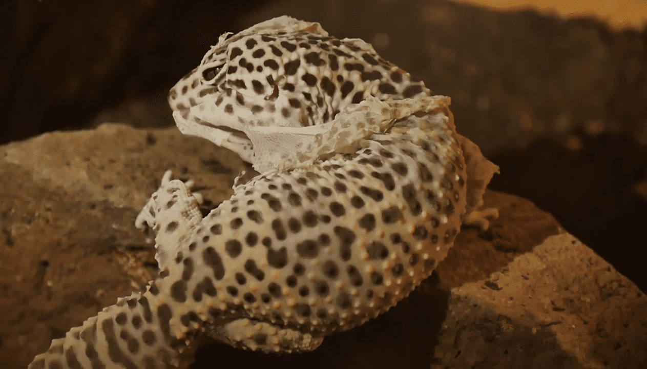 leopard gecko shedding