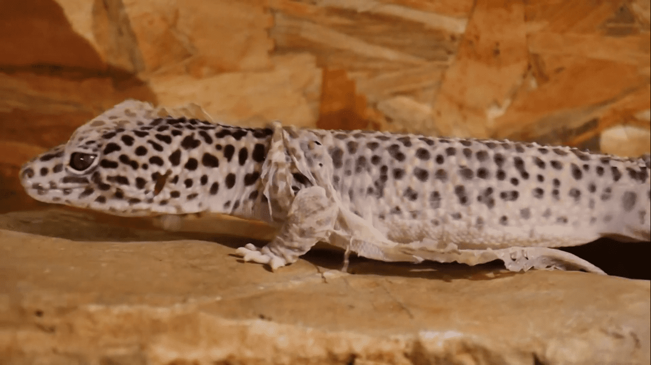 leopard gecko shedding