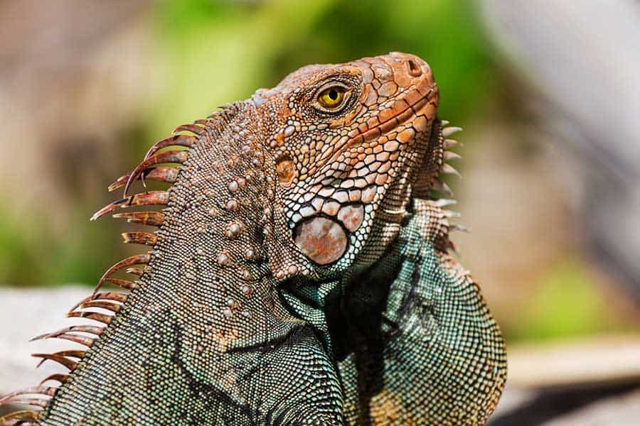 5 Tips to Encourage Healthy Growth in Iguanas