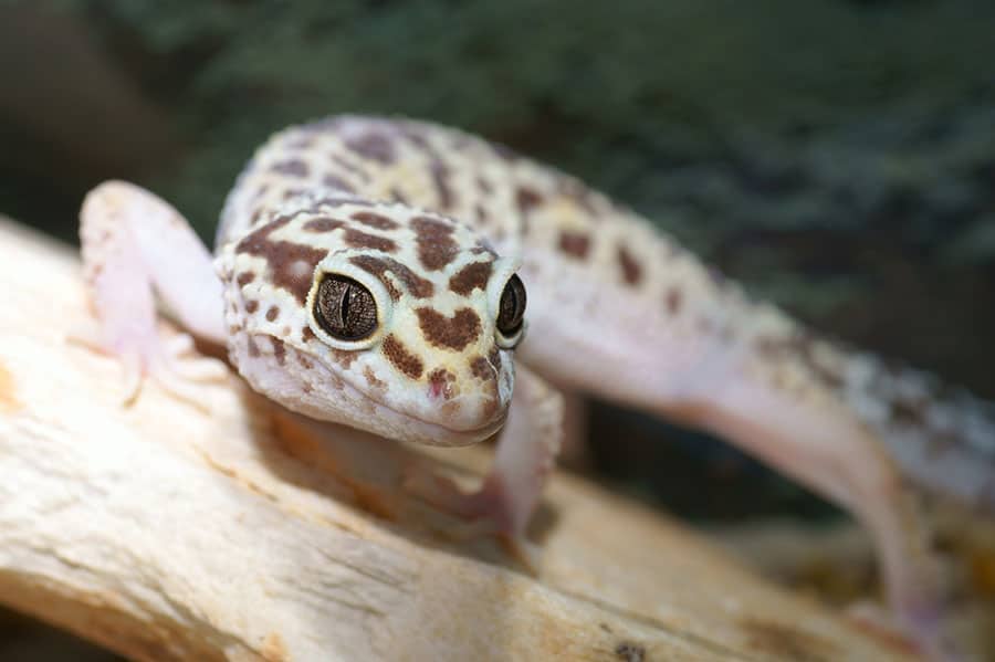 African Fat-Tailed Gecko vs Leopard Gecko Comparison